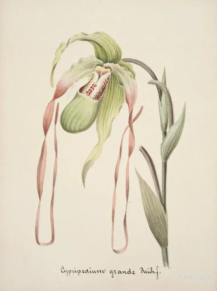 Målning Collection d'orchidées Pl28 - Anonym | Konsttryck - Bild 2