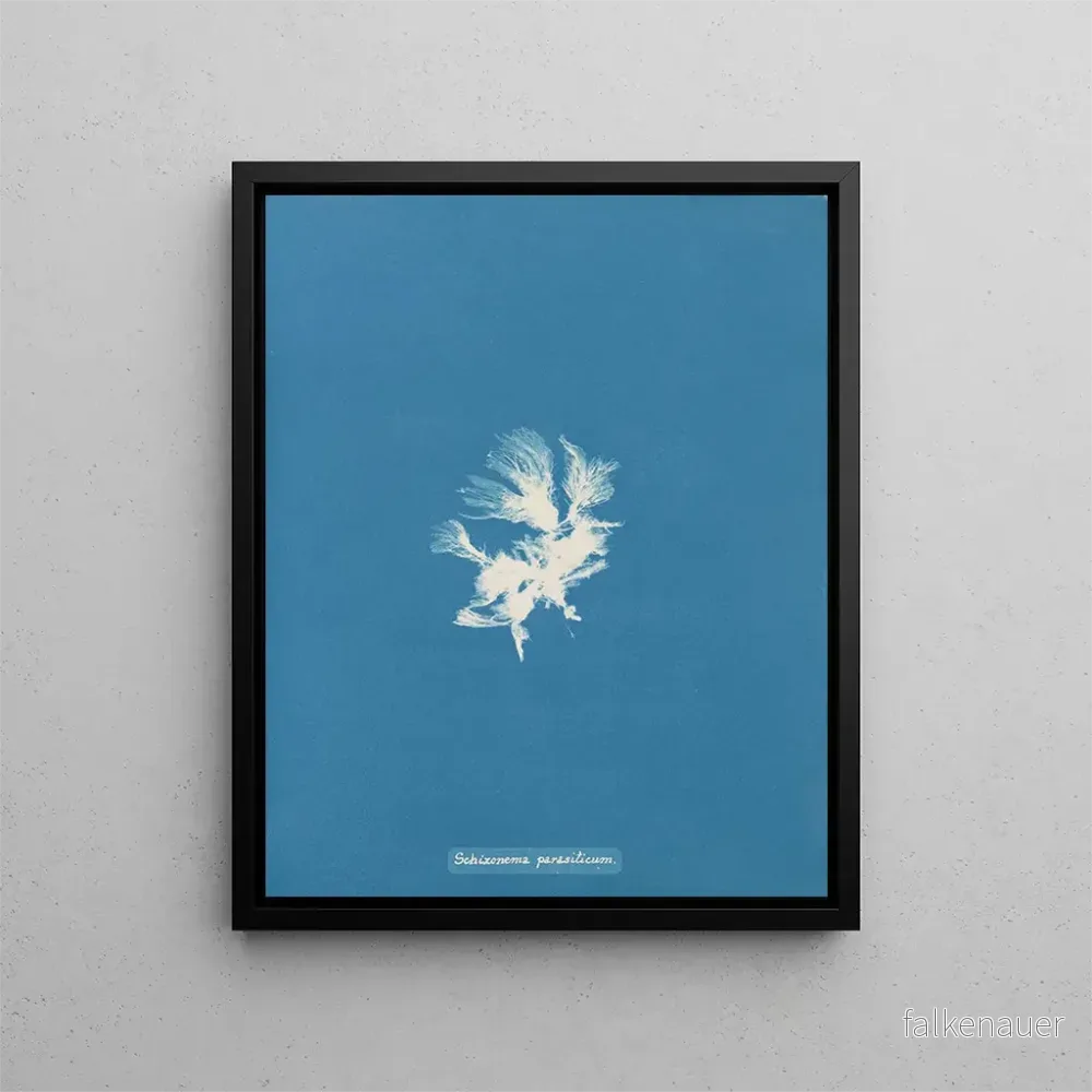 Målning Schizonema parasiticum - Anna Atkins | Konsttryck