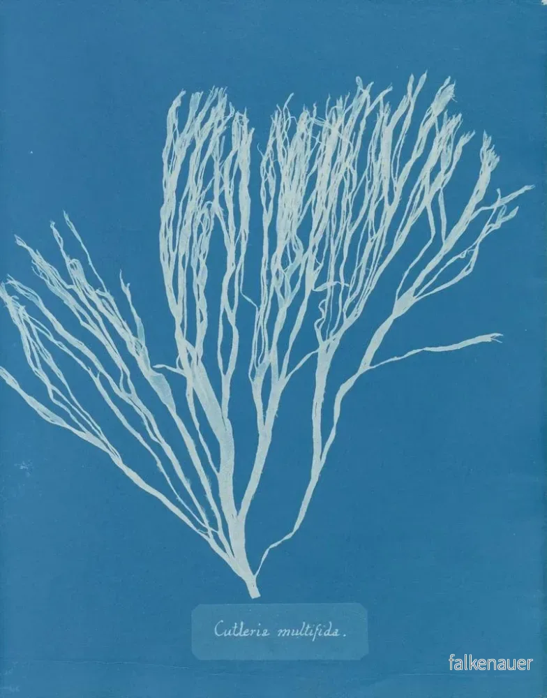 Målning Couverts multifida - Anna Atkins | Konsttryck - Bild 2