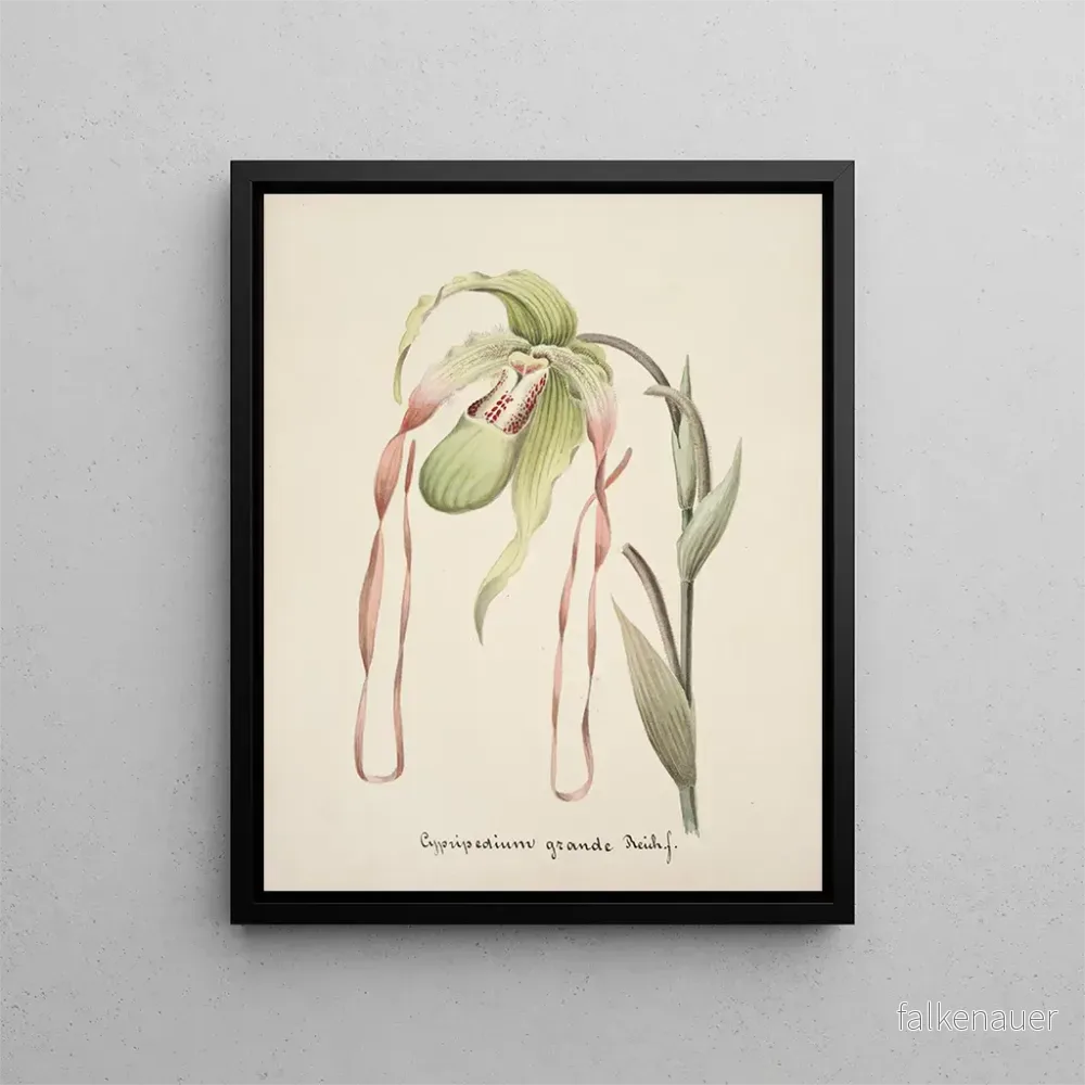 Målning Collection d'orchidées Pl28 - Anonym | Konsttryck