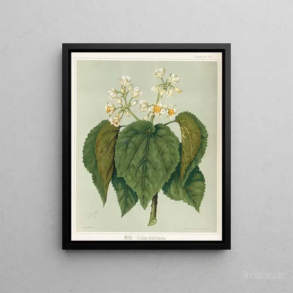 Målning Whau Entelea arborescens, Planche 13 - Sarah Featon | Konsttryck