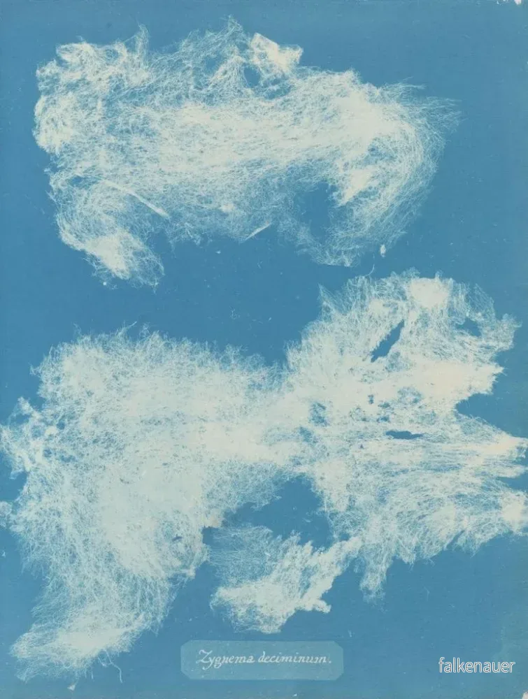 Målning Dîmes de Zygnema - Anna Atkins | Konsttryck - Bild 2