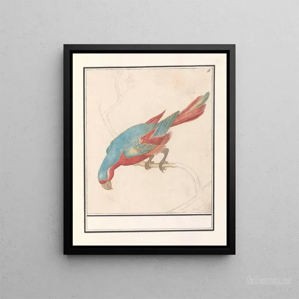 Målning Papegoja - Anselmus Botius de Boodt | Konsttryck