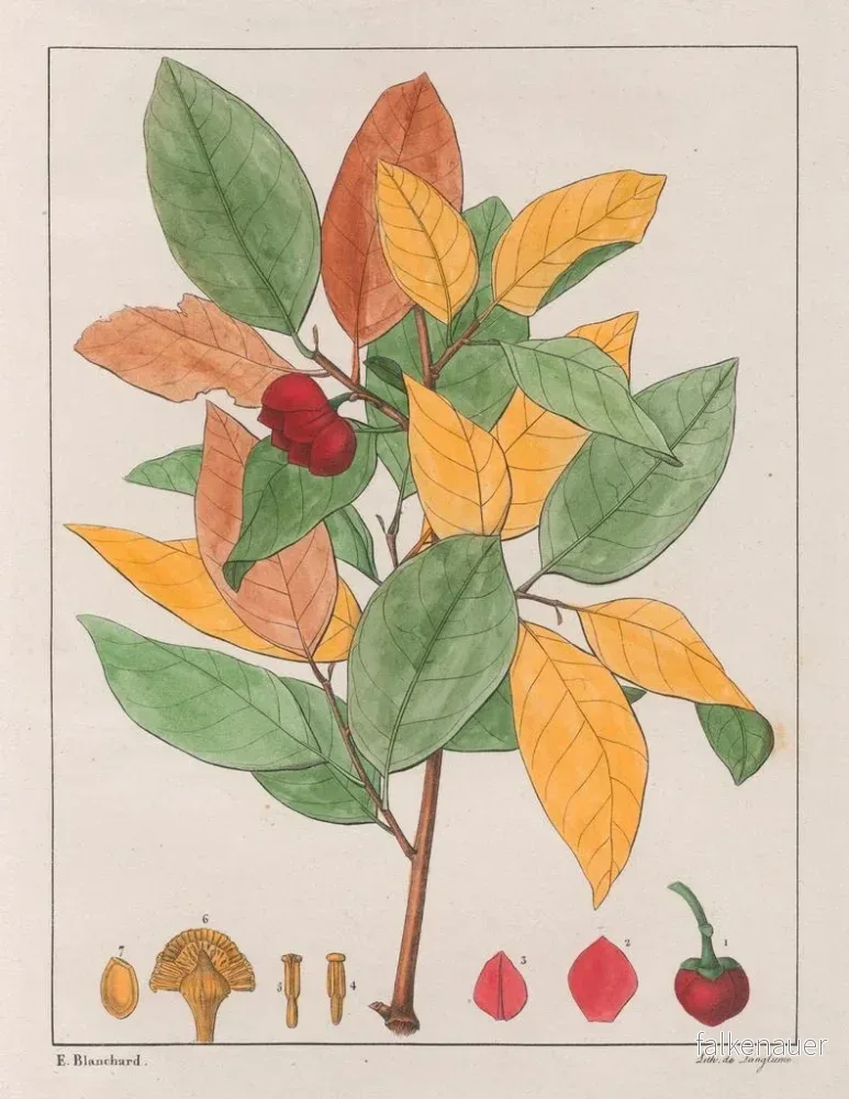 Målning Anna palustris - Auguste de Saint-Hilaire | Konsttryck - Bild 2