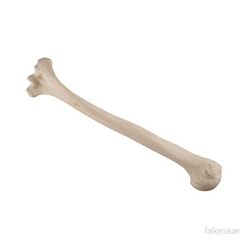 3B Scientific 1019609 Orthobones standard humerus benmodell, vänster 4053083053988 3B Scientific 1019609 Orthobones standard humerus benmodell, vänster 4053083053988
