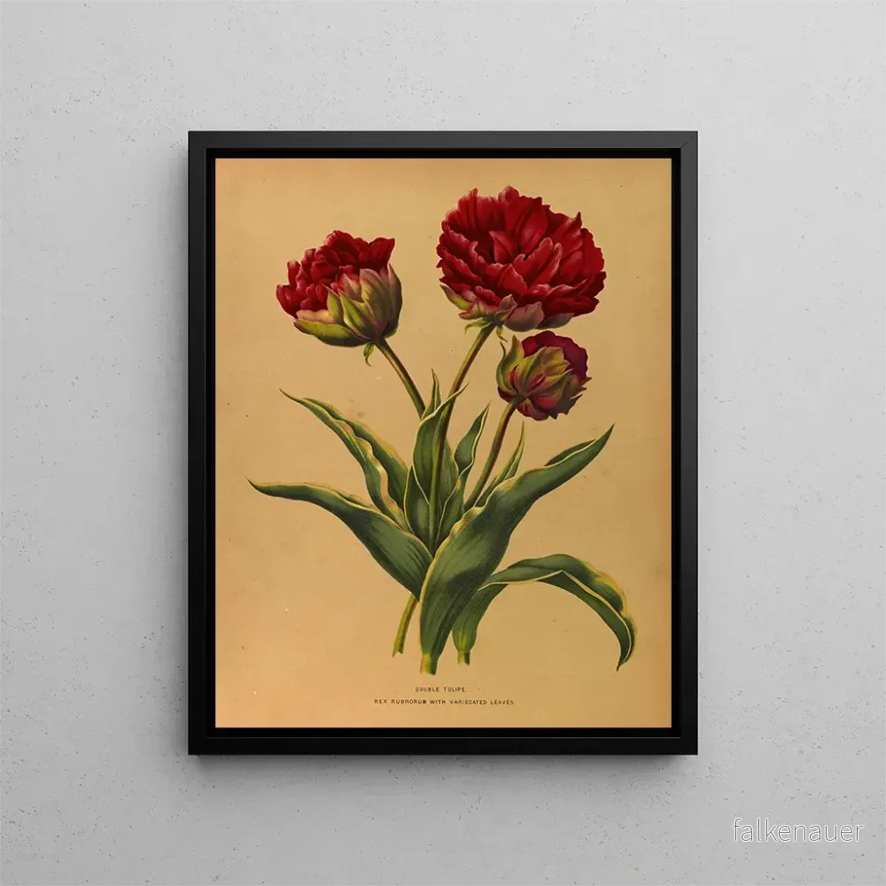 Målning Tulipe double Rex Rubrorum aux feuilles panachées – Arentina Hendrica Arendsen | Konsttryck Målning Tulipe double Rex Rubrorum aux feuilles panachées – Arentina Hendrica Arendsen | Konsttryck