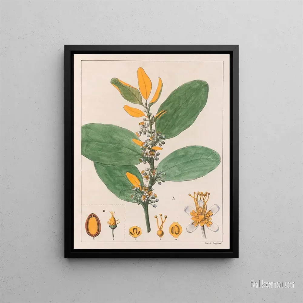 Målning A. Erythroxylum Suberosum B. Erythroxylum Deciduum – Auguste de Saint-Hilaire | Konsttryck Målning A. Erythroxylum Suberosum B. Erythroxylum Deciduum – Auguste de Saint-Hilaire | Konsttryck