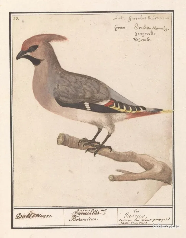 Målning Bombycilla Pestvogel bavarde - Anselmus Botius de Boodt | Konsttryck - Bild 2