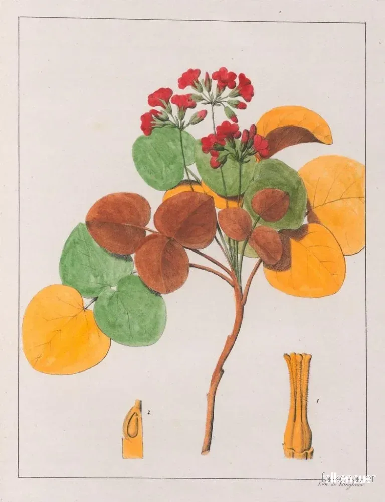 Målning Oxalis cordata - Auguste de Saint-Hilaire | Konsttryck - Bild 2
