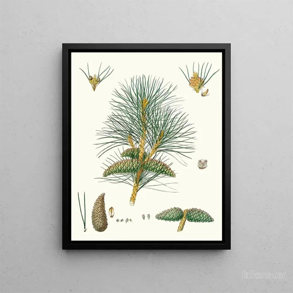 Målning Pinus pallasiana, pin tartare – Aylmer Bourke Lambert Målning Pinus pallasiana, pin tartare – Aylmer Bourke Lambert