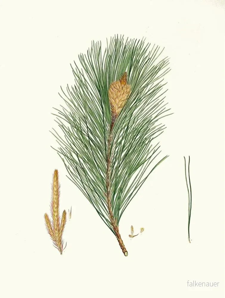 Målning Pinus massoniana, indisk tall - Aylmer Bourke Lambert | Konsttryck - Bild 2