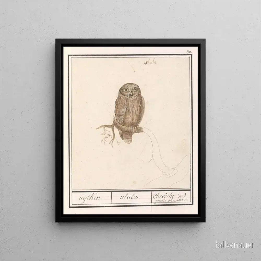 Målning Dwerguil Glaucidium passerinum uijlken ulula chevche ou petite chouette – Anselmus Botius de Boodt | Konsttryck Målning Dwerguil Glaucidium passerinum uijlken ulula chevche ou petite chouette – Anselmus Botius de Boodt | Konsttryck