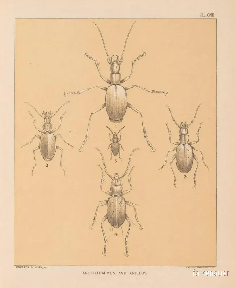 Målning La faune des grottes d'Amérique du Nord Pl 18 - Alpheus Spring Packard - Bild 2
