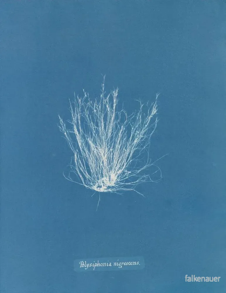 Målning Polysiphonia nigrescens - Anna Atkins - Bild 2