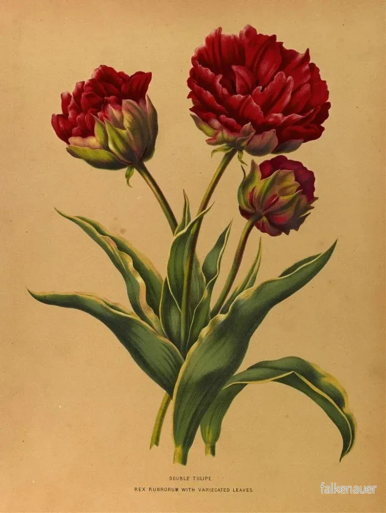 Målning Tulipe double Rex Rubrorum aux feuilles panachées - Arentina Hendrica Arendsen | Konsttryck - Bild 2