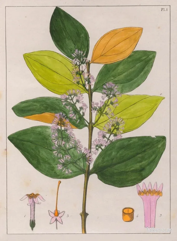 Målning Strychnos pseudoquina - Auguste de Saint-Hilaire | Konsttryck - Bild 2