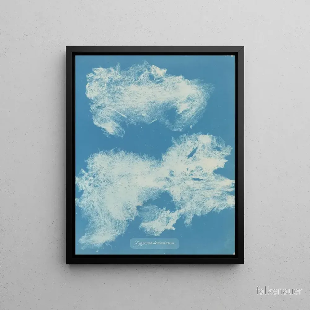 Målning Dîmes de Zygnema – Anna Atkins | Konsttryck Målning Dîmes de Zygnema – Anna Atkins | Konsttryck