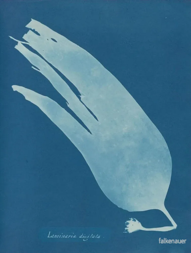 Målning Laminaire digitée - Anna Atkins | Konsttryck - Bild 2