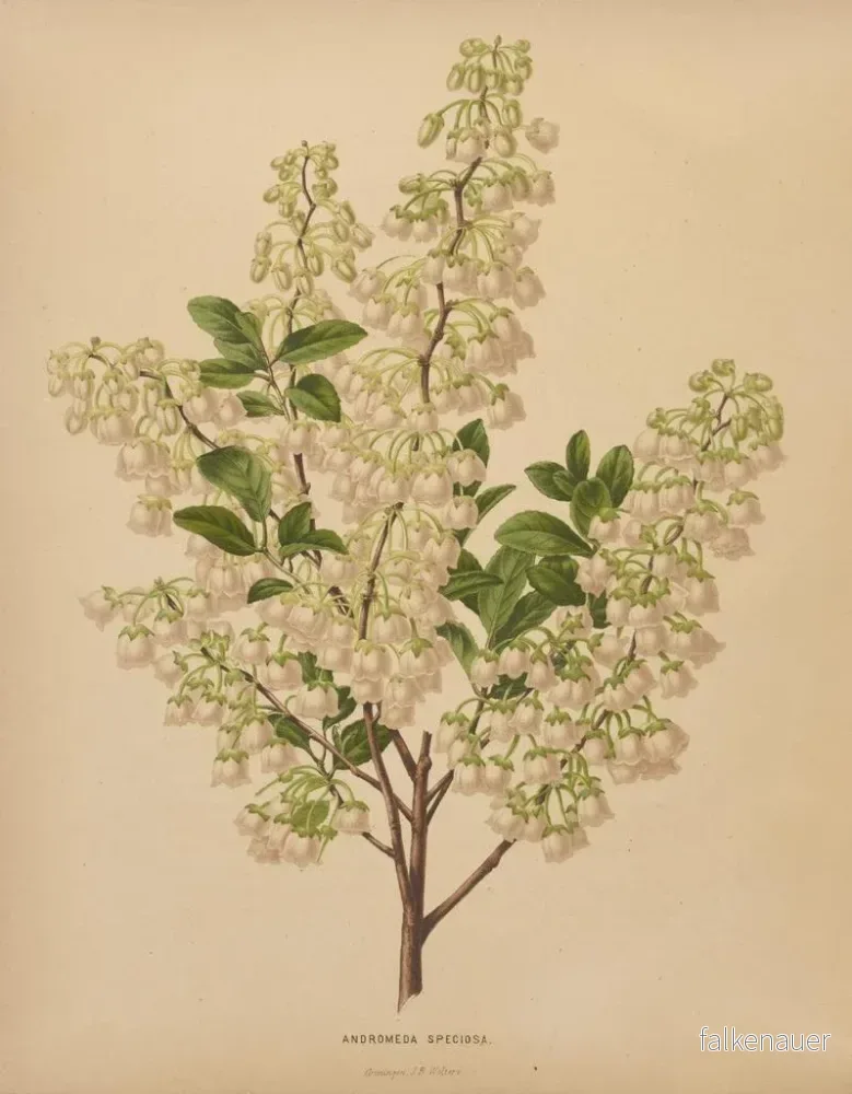 Målning Flore holländska och Pomone PL61 - Abraham Jacobus Wendel - Bild 2