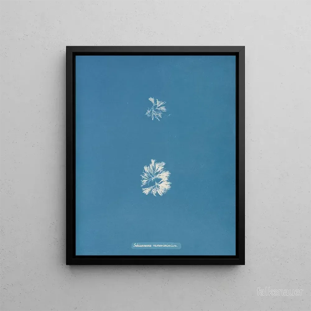 Målning Schizonema le plus ramifié - Anna Atkins | Konsttryck