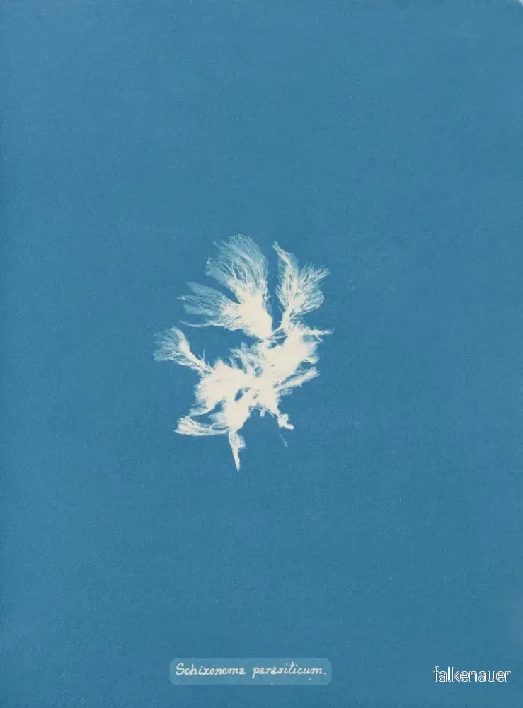 Målning Schizonema parasiticum - Anna Atkins | Konsttryck - Bild 2