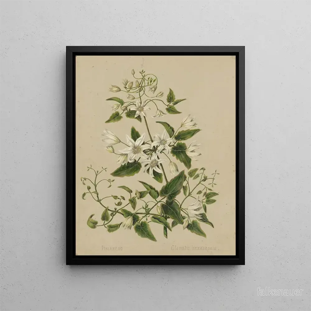 Målning Pikiarero Clematis hexasepala – Sarah Featon | Konsttryck Målning Pikiarero Clematis hexasepala – Sarah Featon | Konsttryck