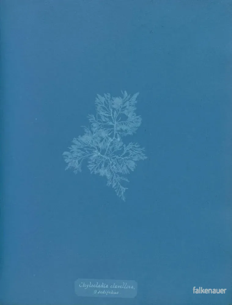 Målning Chylocladia clavellosa - Anna Atkins - Bild 2