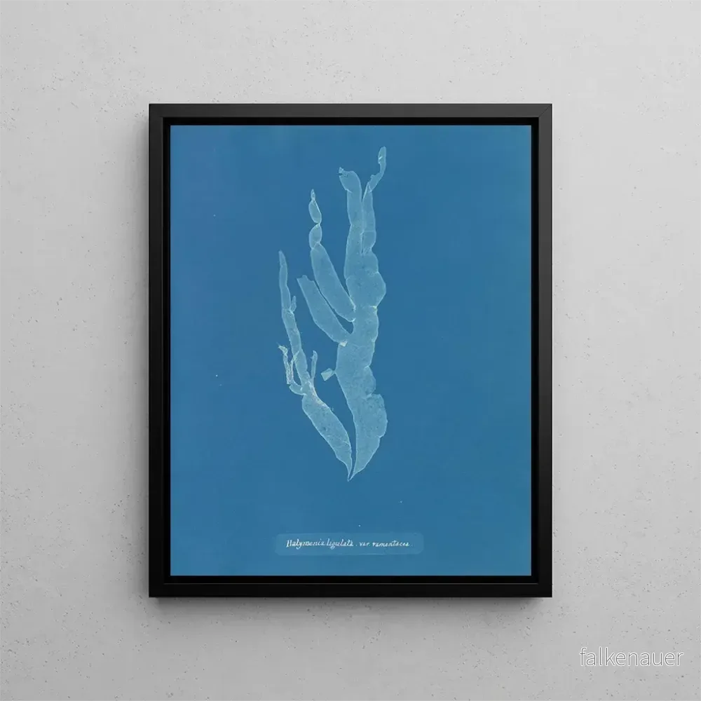 Målning av Halymenia ligulata var. ramentacea - Anna Atkins | Konsttryck