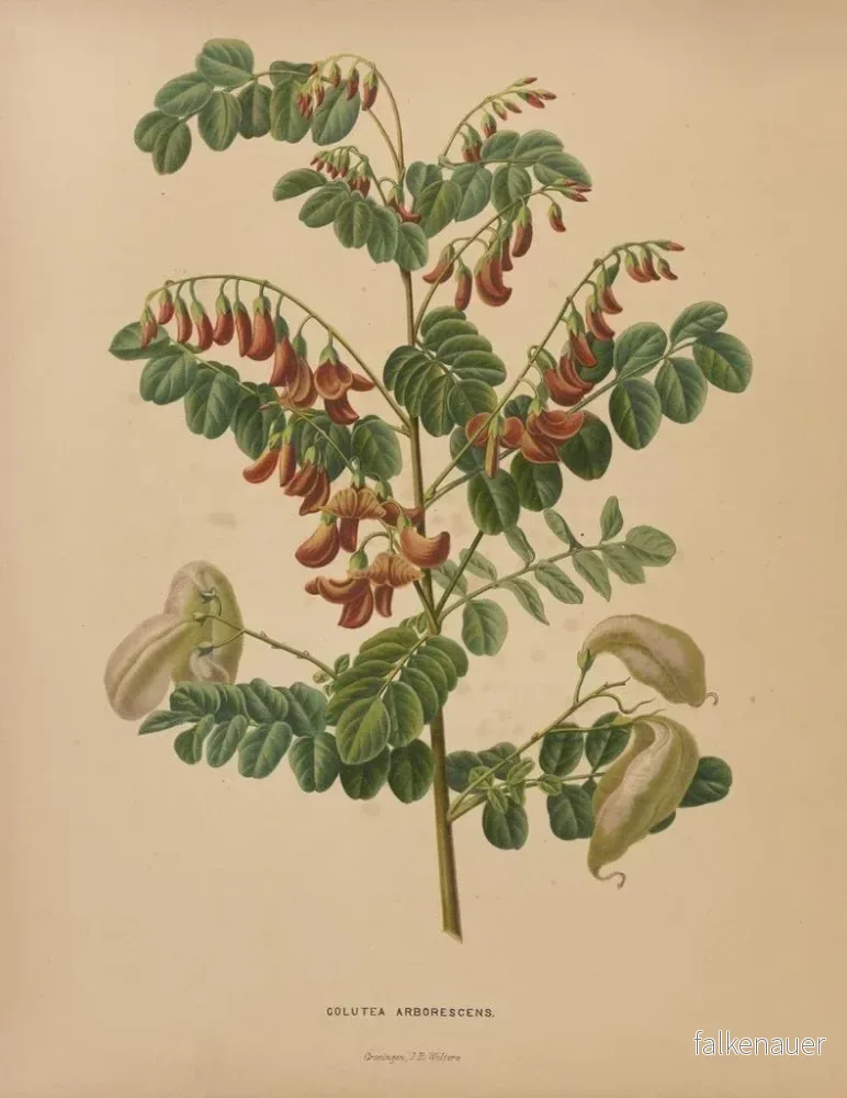 Målning Flore holländska och Pomone PL73 - Abraham Jacobus Wendel - Bild 2