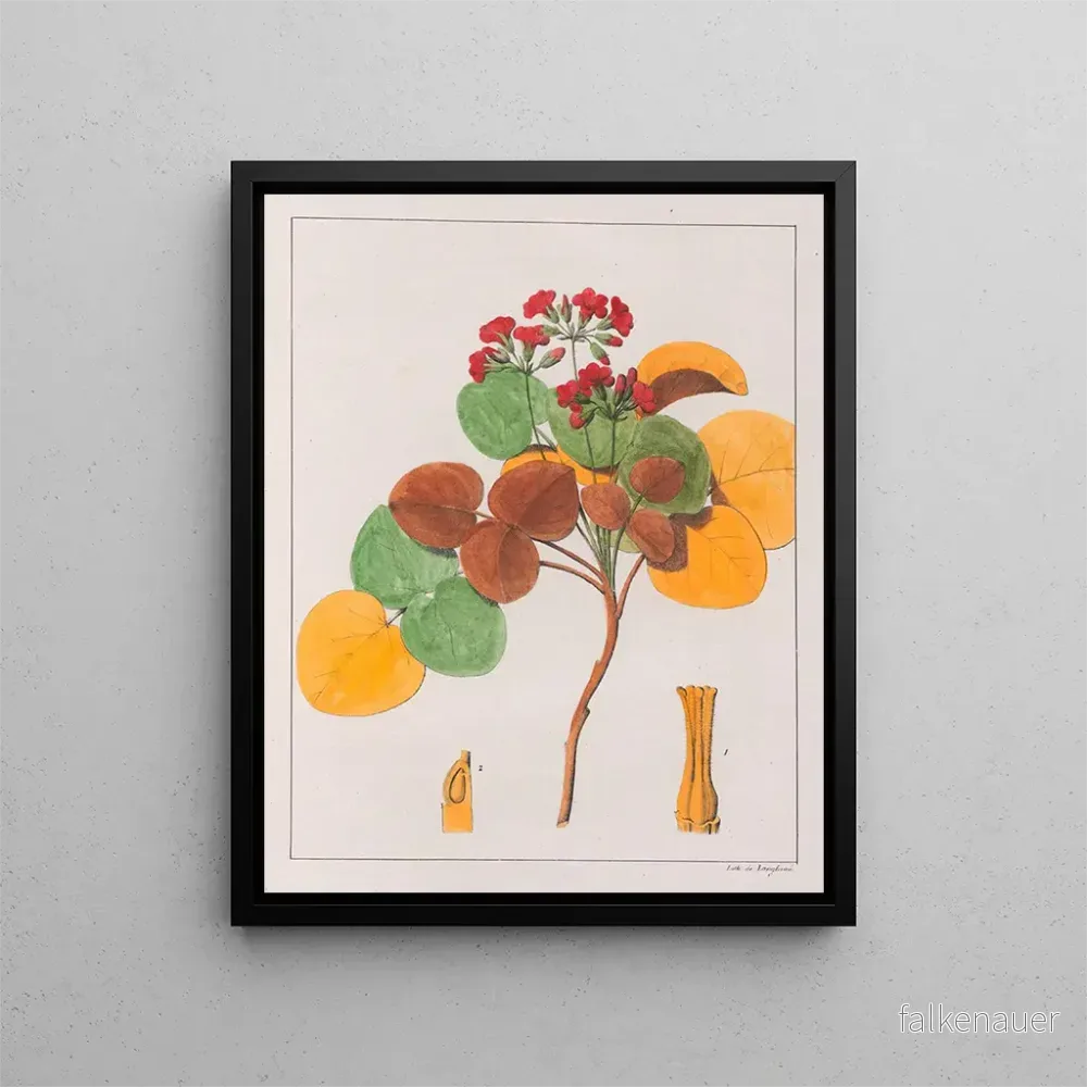 Målning Oxalis cordata – Auguste de Saint-Hilaire | Konsttryck