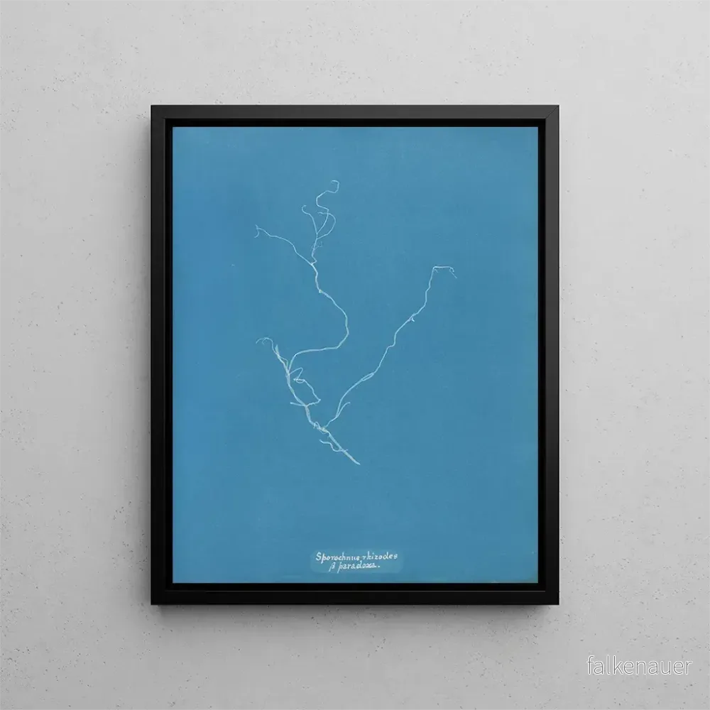Målning Sporochnus rhizodes - Anna Atkins | Konsttryck