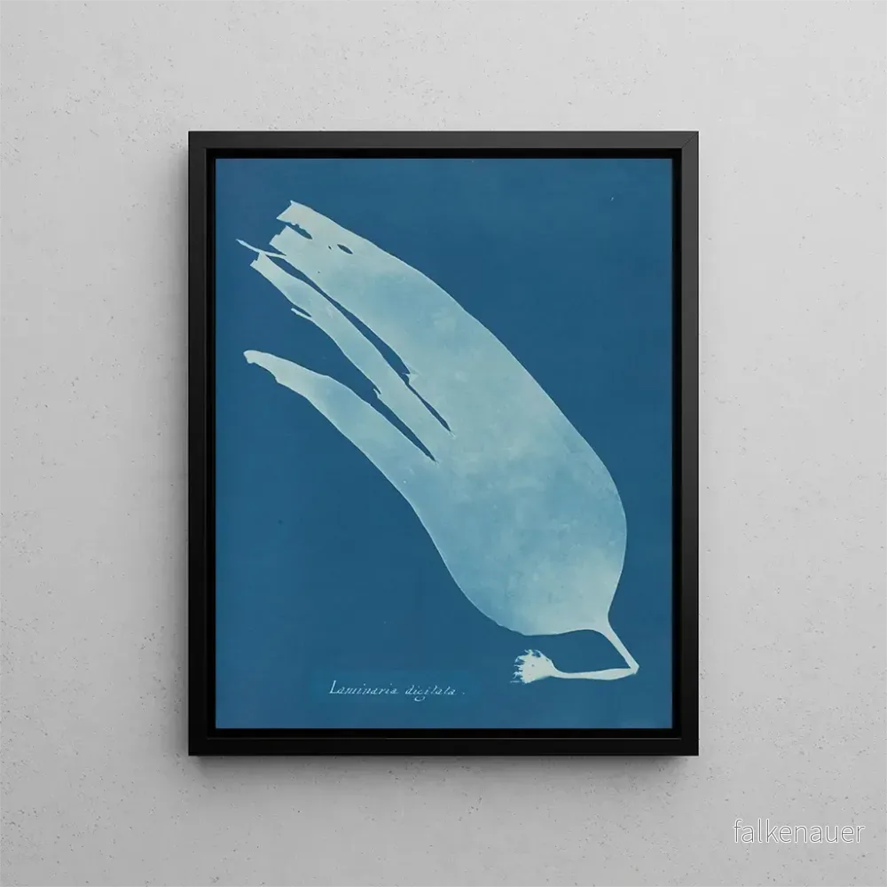 Målning Laminaire digitée - Anna Atkins | Konsttryck