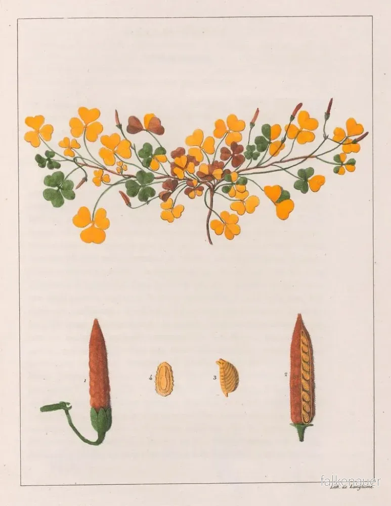 Målning Oxalis repens - Auguste de Saint-Hilaire | Konsttryck - Bild 2