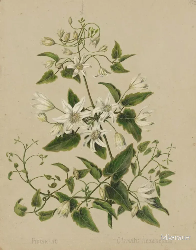 Målning Pikiarero Clematis hexasepala - Sarah Featon | Konsttryck - Bild 2