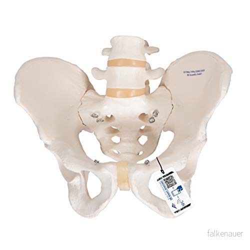 3B Scientific Vetenskaplig pelviskt skelett man + gratis anatomi programvara smart 4053083001095 3B Scientific Vetenskaplig pelviskt skelett man + gratis anatomi programvara smart 4053083001095