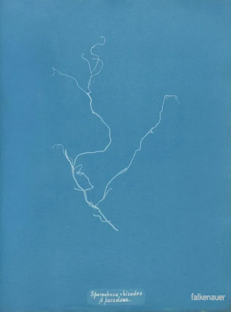 Målning Sporochnus rhizodes - Anna Atkins | Konsttryck - Bild 2