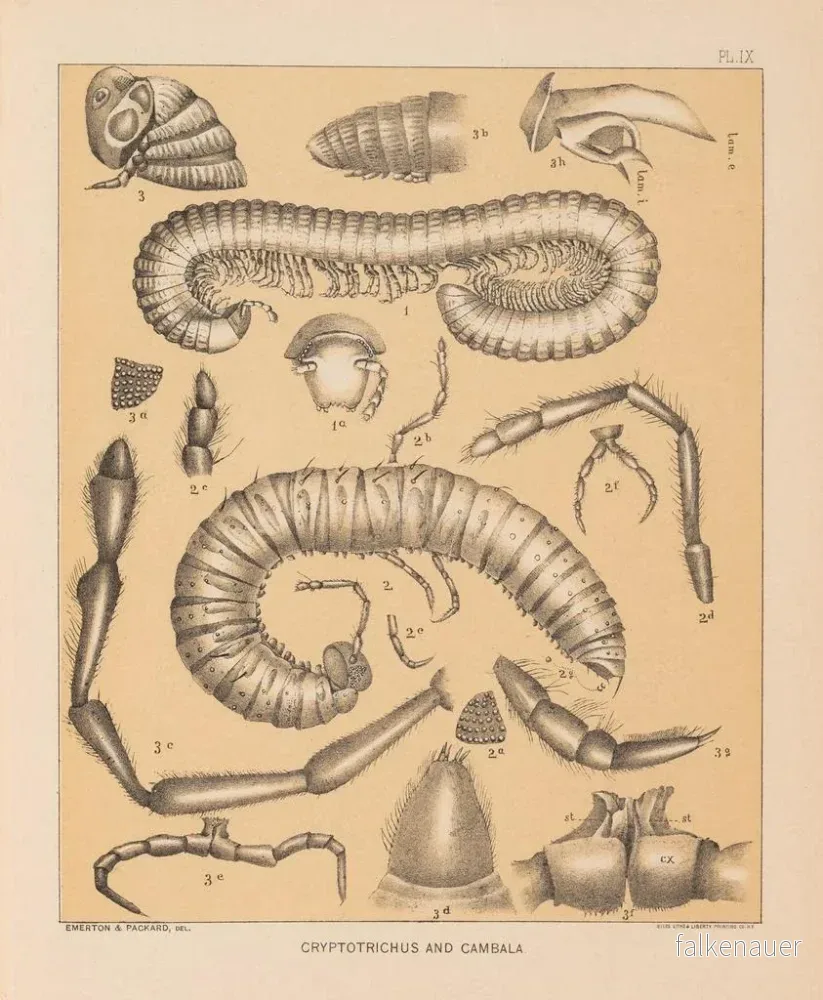 Målning La faune des grottes d'Amérique du Nord Pl 09 - Alpheus Spring Packard | Konsttryck - Bild 2