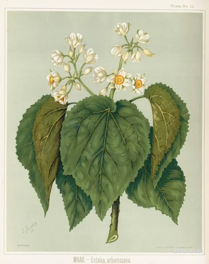 Målning Whau Entelea arborescens, Planche 13 - Sarah Featon | Konsttryck - Bild 2