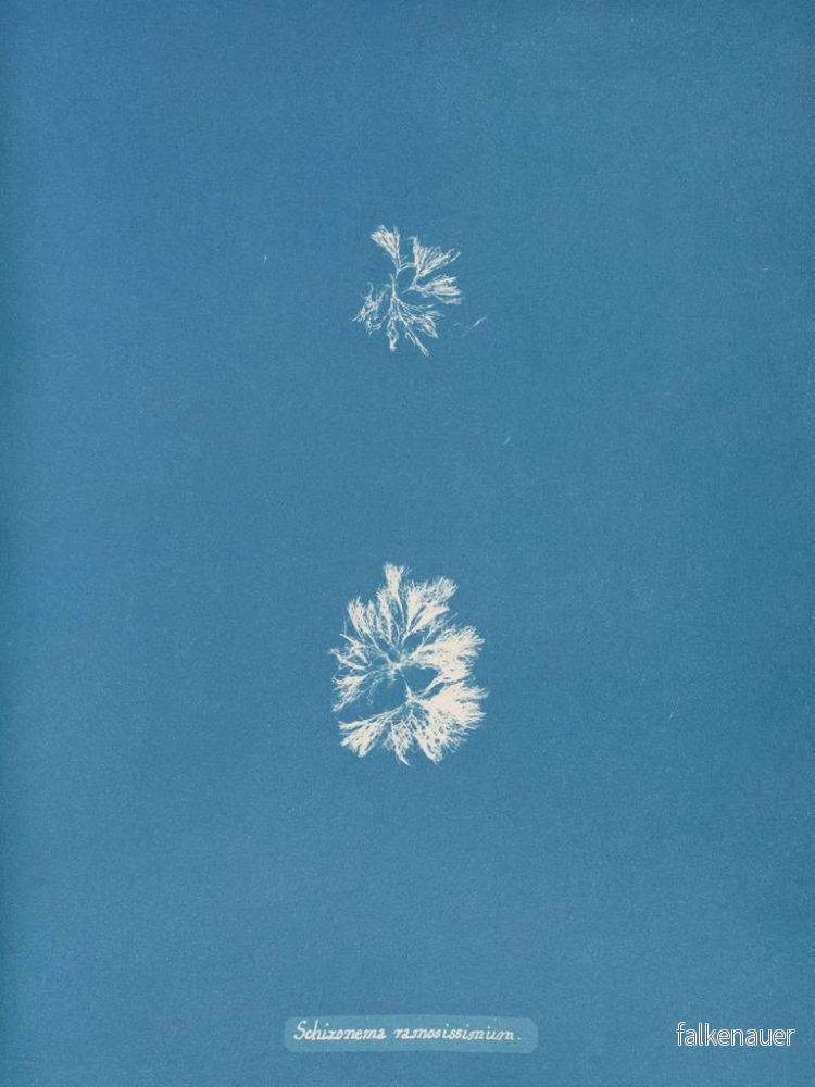Målning Schizonema le plus ramifié - Anna Atkins | Konsttryck - Bild 2