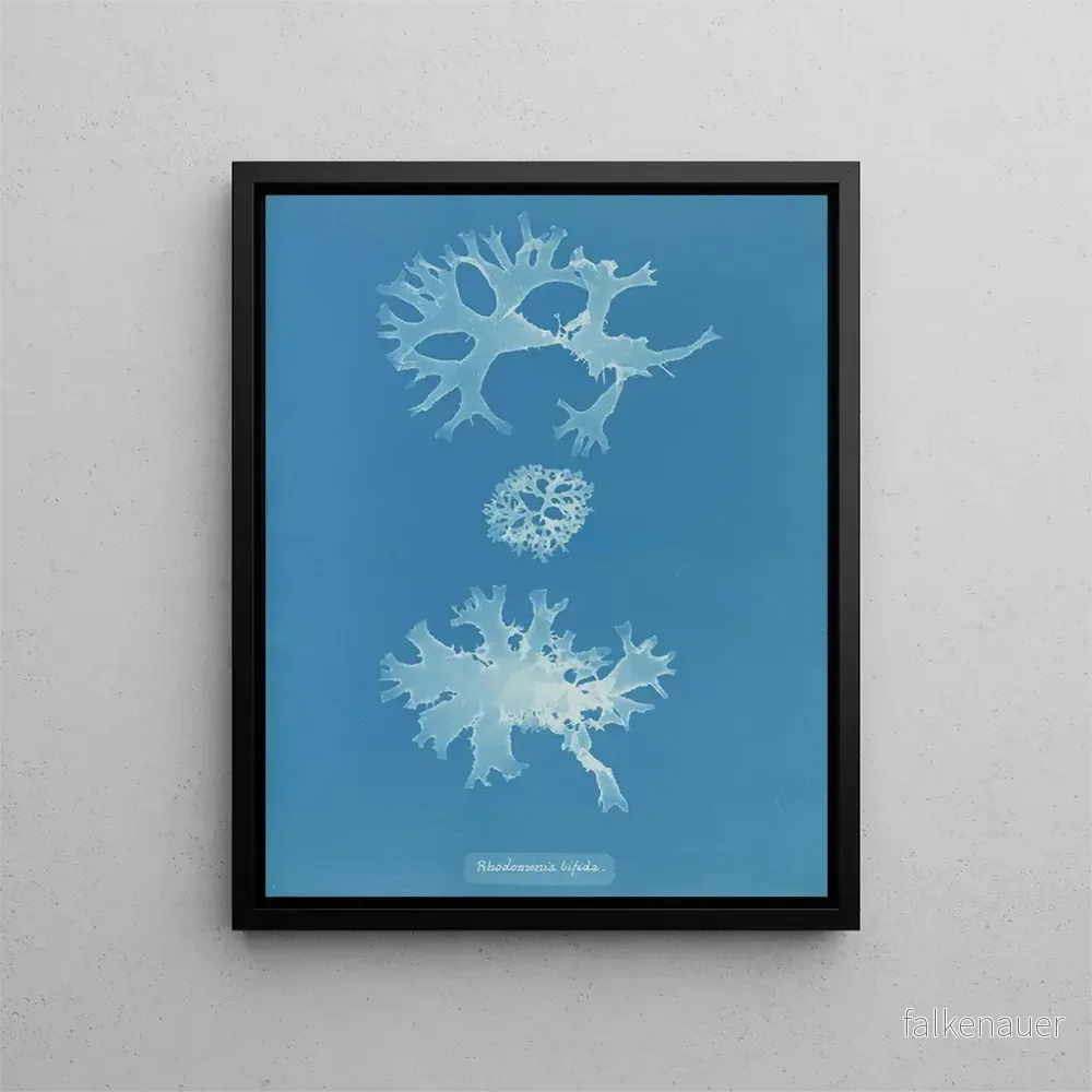 Målning Rhodoménie bifida – Anna Atkins | Konsttryck Målning Rhodoménie bifida – Anna Atkins | Konsttryck