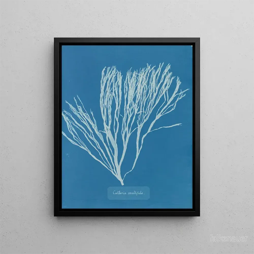 Målning Couverts multifida - Anna Atkins | Konsttryck