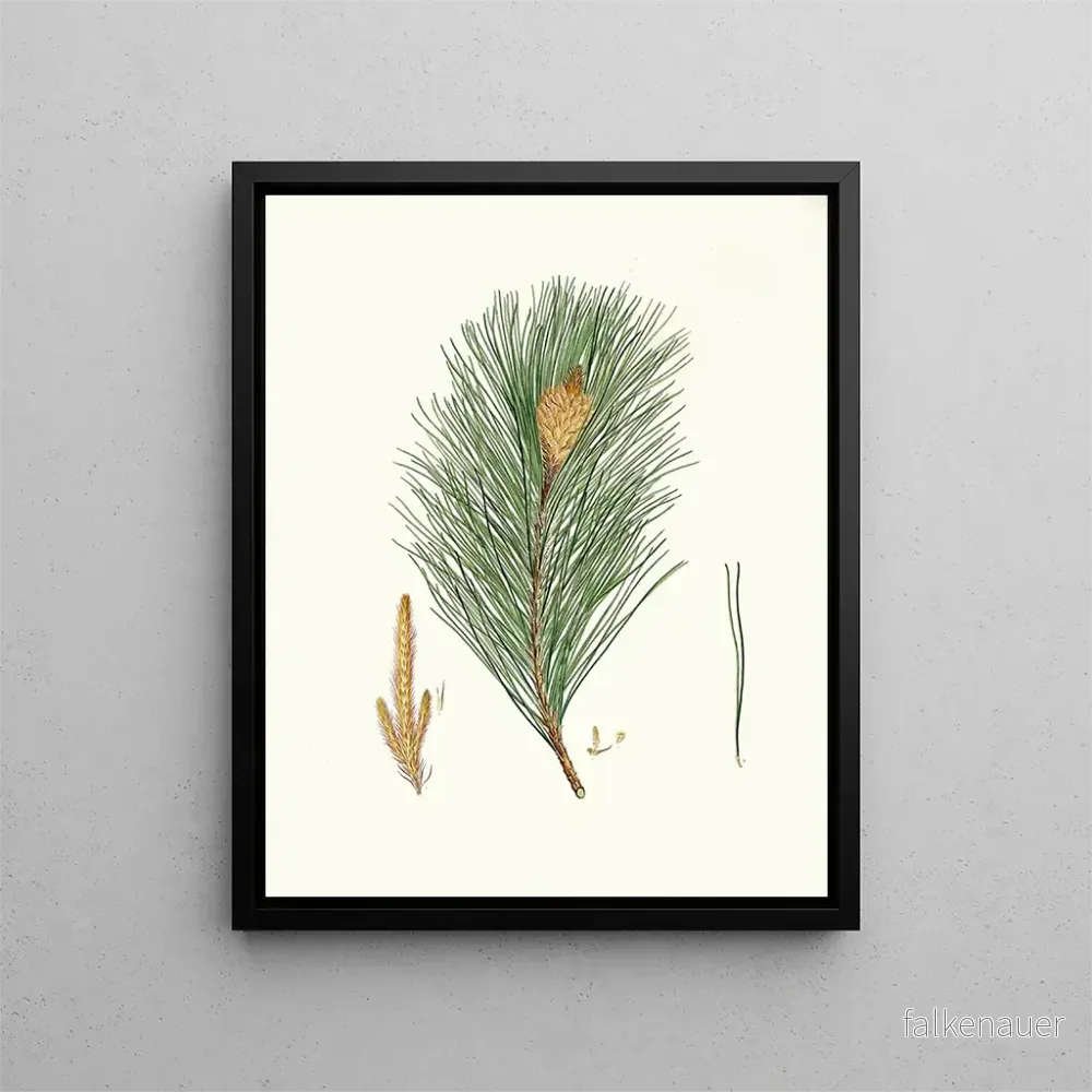 Målning Pinus massoniana, indisk tall – Aylmer Bourke Lambert | Konsttryck Målning Pinus massoniana, indisk tall – Aylmer Bourke Lambert | Konsttryck