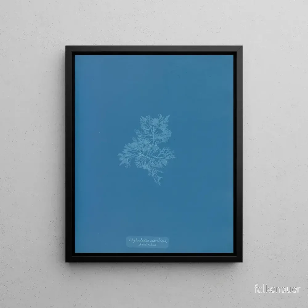 Målning Chylocladia clavellosa - Anna Atkins
