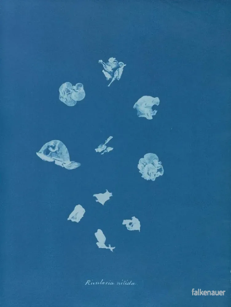 Målning Ruisseaux brillants - Anna Atkins | Konsttryck - Bild 2