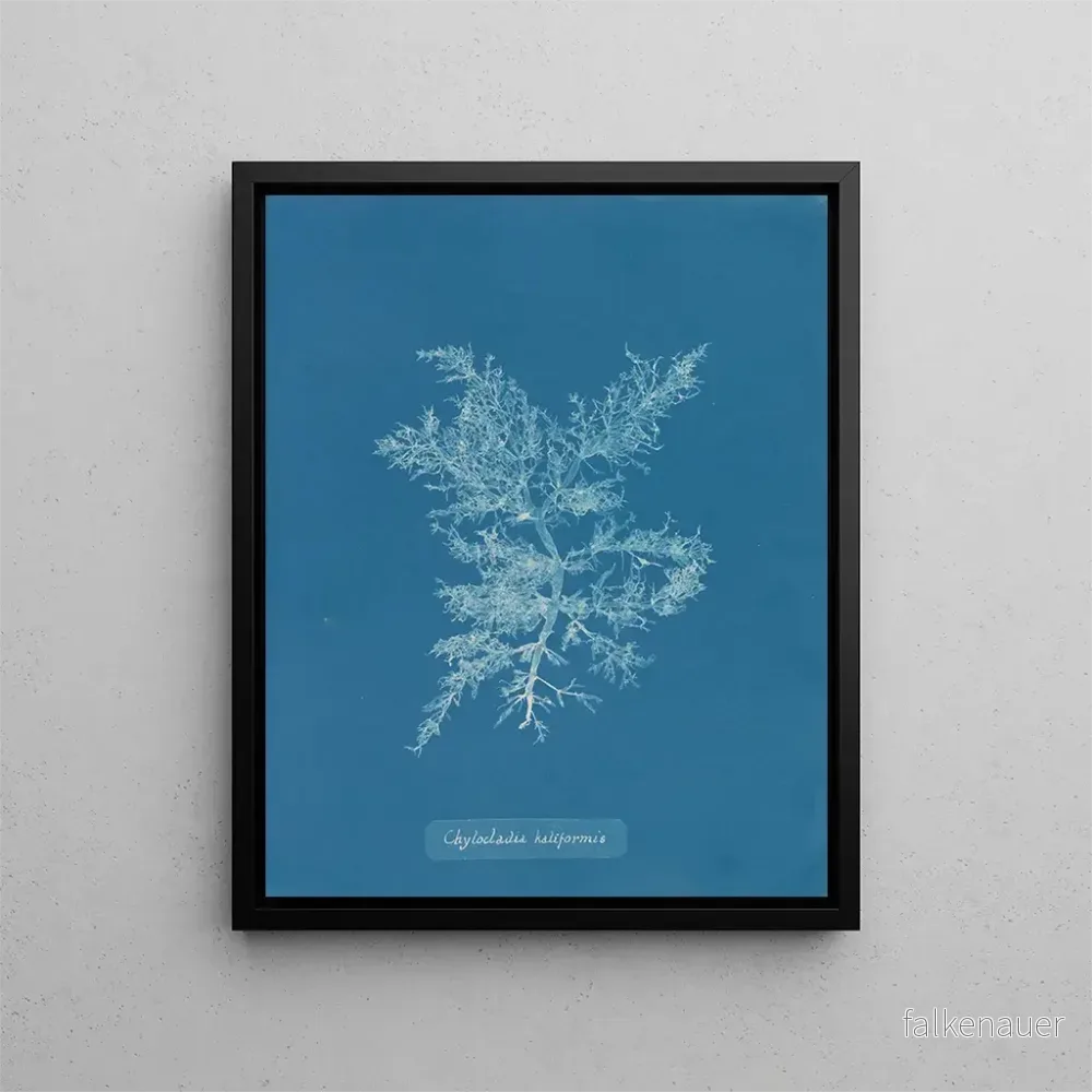 Målning Chylocladia califormis – Anna Atkins | Konsttryck Målning Chylocladia califormis – Anna Atkins | Konsttryck