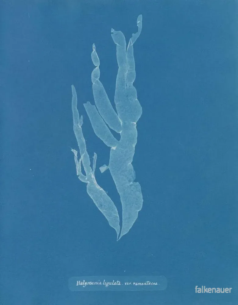 Målning av Halymenia ligulata var. ramentacea - Anna Atkins | Konsttryck - Bild 2