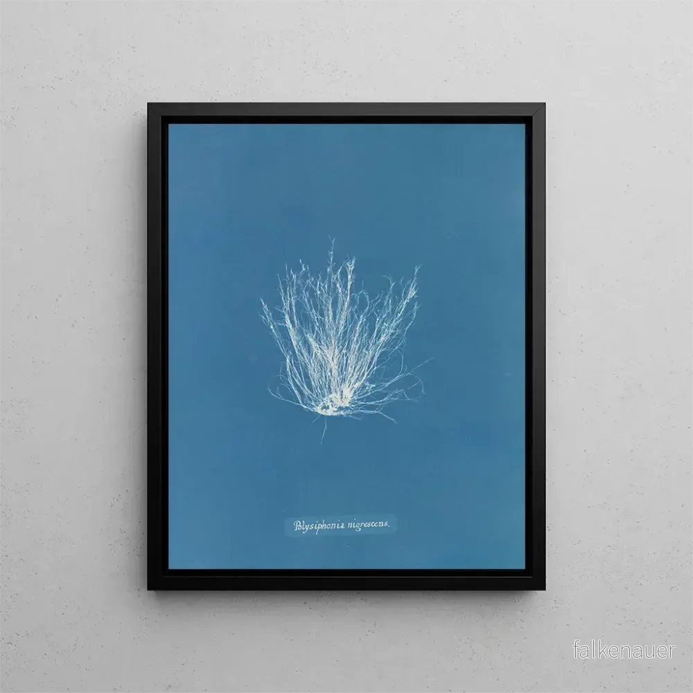 Målning Polysiphonia nigrescens – Anna Atkins Målning Polysiphonia nigrescens – Anna Atkins