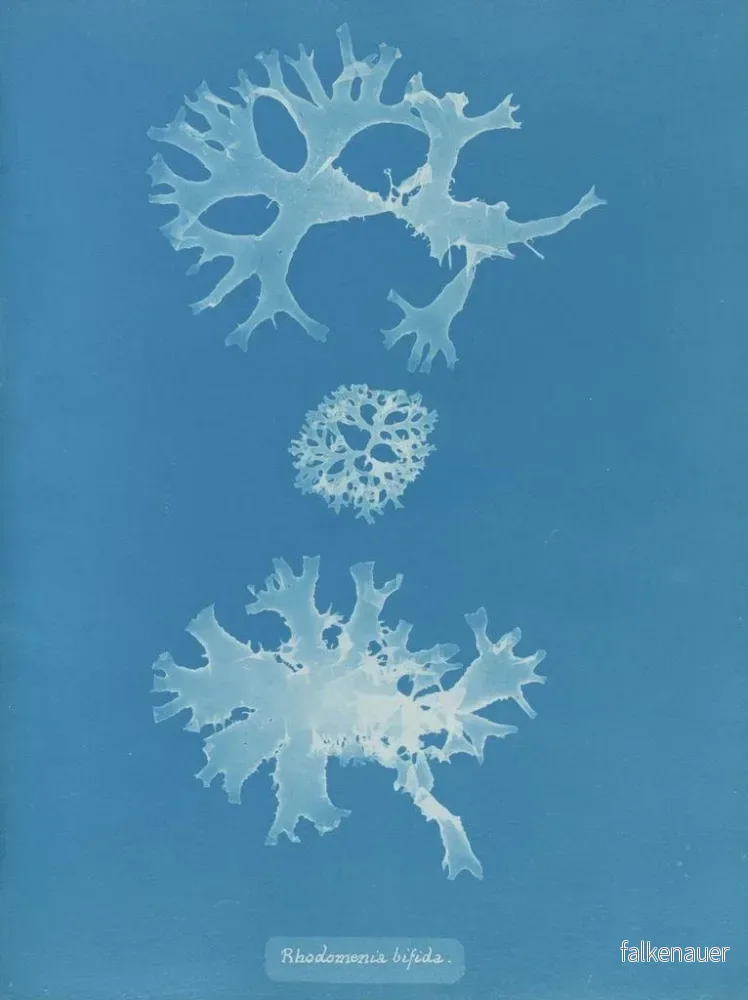 Målning Rhodoménie bifida - Anna Atkins | Konsttryck - Bild 2