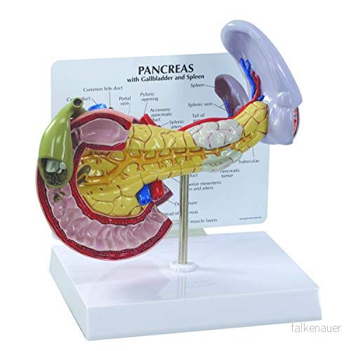 3B Scientific GPI Anatomicals Modell i bukspottkörteln 4053083047239 3B Scientific GPI Anatomicals Modell i bukspottkörteln 4053083047239
