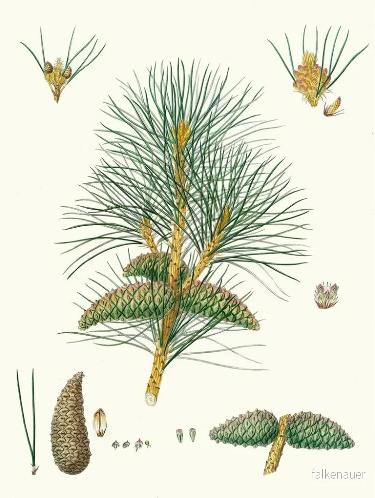 Målning Pinus pallasiana, pin tartare - Aylmer Bourke Lambert - Bild 2